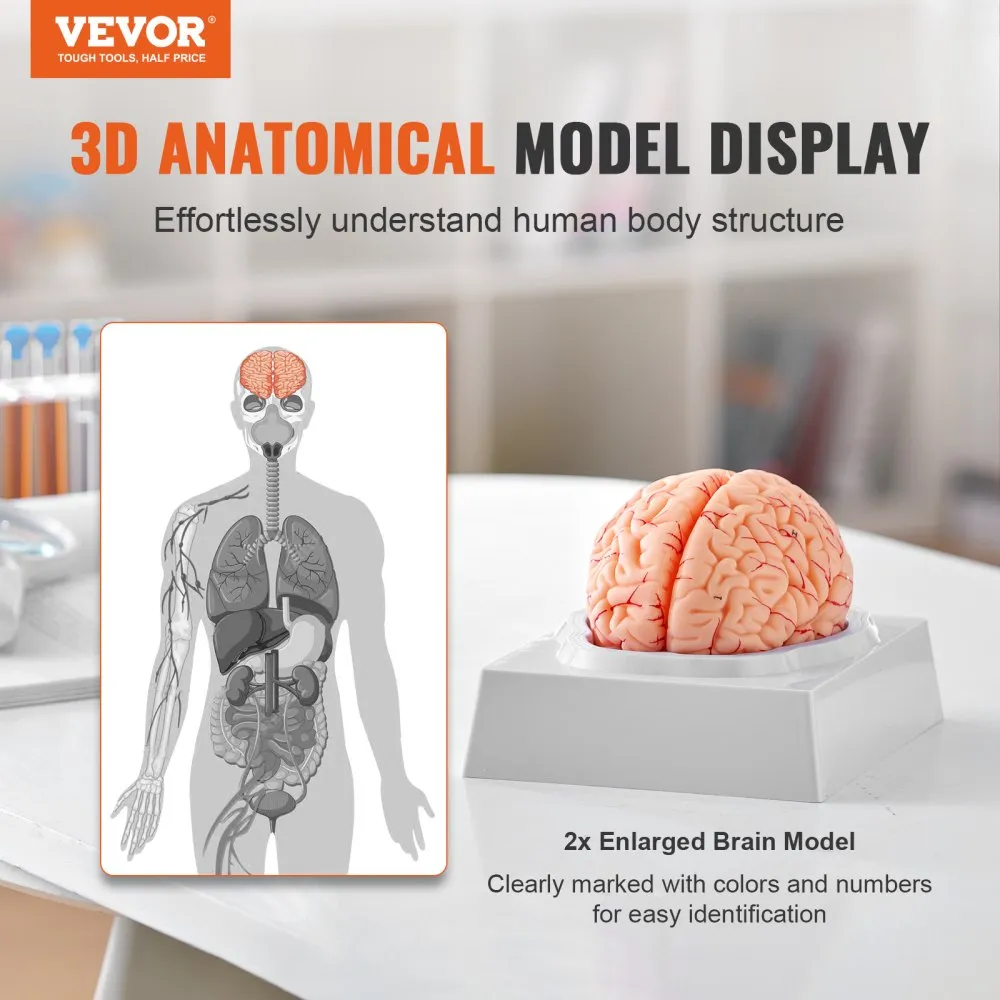 VEVOR ANATOMIE VAN HET MENSELIJK BREIN, 1:1 LEVENSGROOT 9DELIG ANATOMISCH MODEL VAN HET MENSELIJK BREIN MET LABELS EN DISPLAYBA