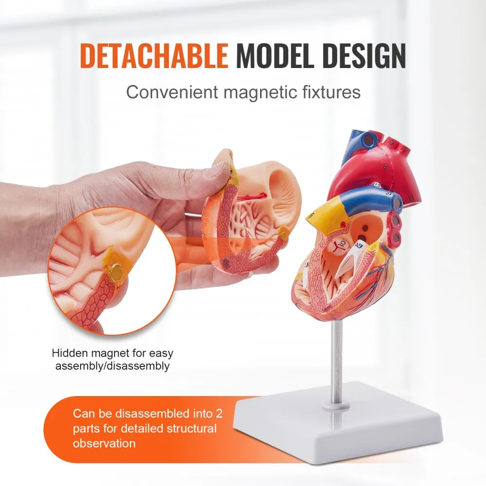 VEVOR LEVENSGROOT MENSELIJK HARTMODEL, 2DELIG 1:1 ANATOMISCH HARTMODEL, MENSELIJK HARTMODEL MET HANDELSMERK VOOR ANATOMIE 109 X